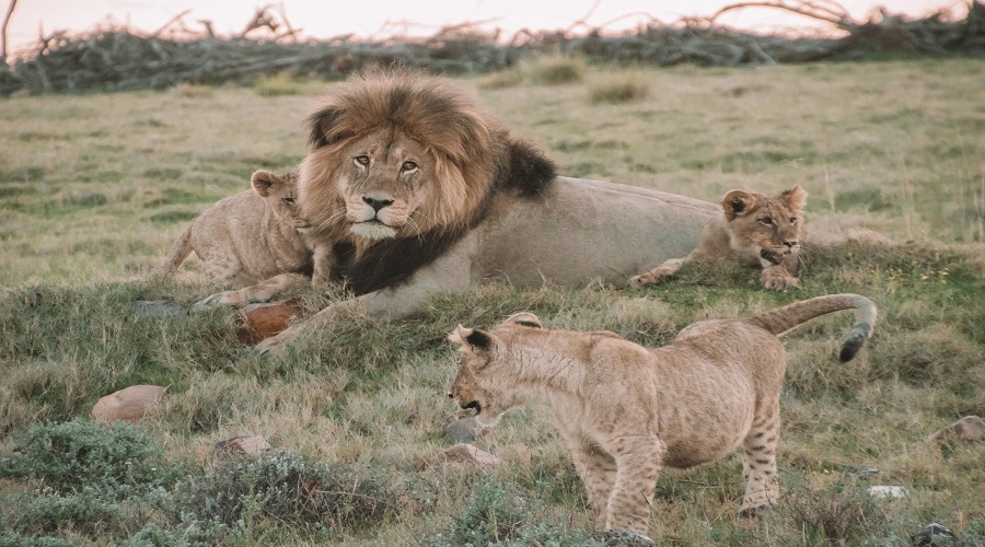 2-Day Ngorongoro & Lake Manyara Safari from Karatu